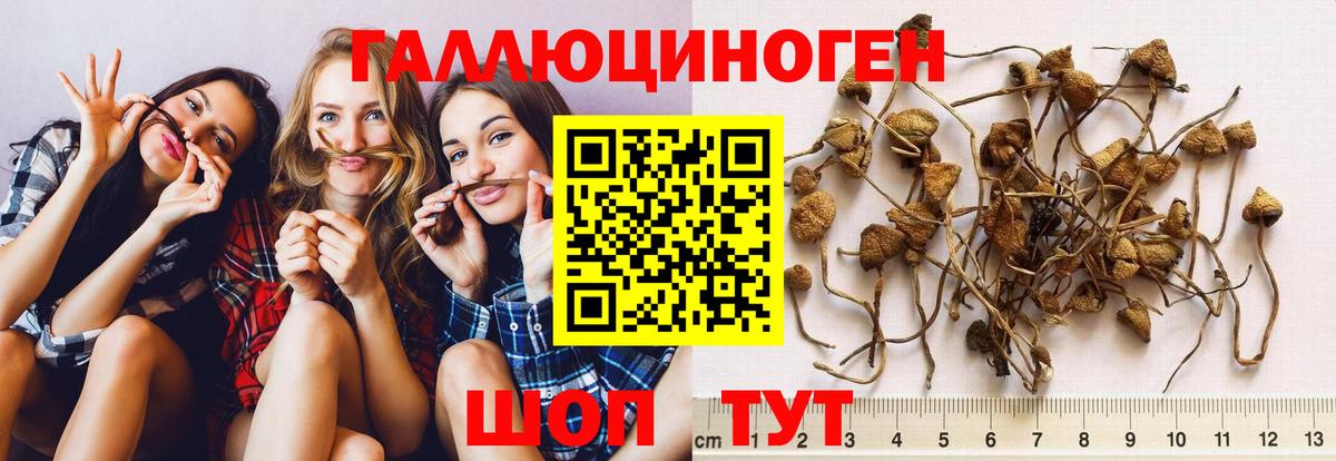 Галлюциногенные грибы Psilocybe  Псилоцибиновые грибы ЛСД  закладка  Славянск-на-Кубани  Вход с VPN 